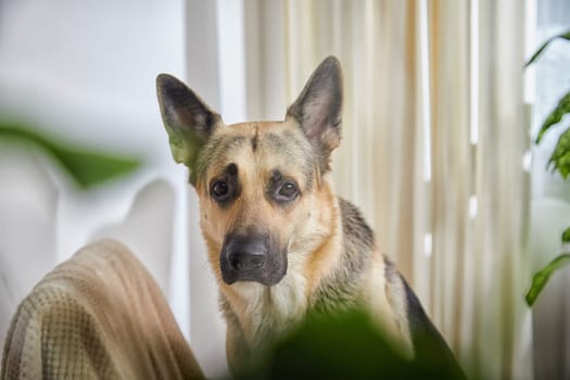 Dog German Shepherd inside of the room in pastel colors with plants and green flowers. Russian eastern European dog veo indoors