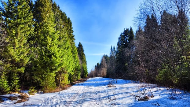 Serene winter scene with a snow-covered path or road leading through densely forested area. The bright blue sky and the sun in spring or winter