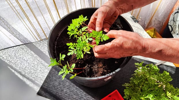 Planting marigold flowers in a pot. Reproduction of plants in spring. Young flower shoots and greenery for the garden. The hands of elderly woman, bucket of earth, green bushes and twigs with leaves