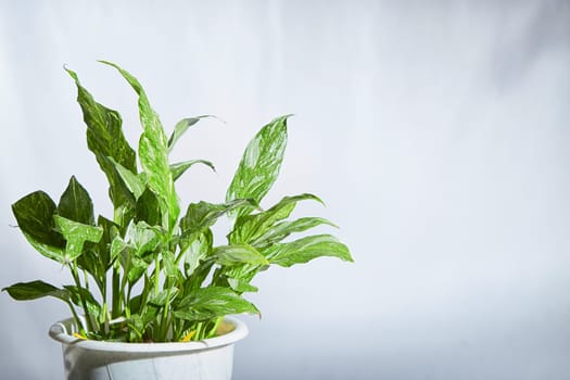 Healthy flower Dieffenbachia with distinctive green and white patterned leaves is showcased in pot against light, blurred background. Natural beauty of indoor foliage. Place for text, copy space