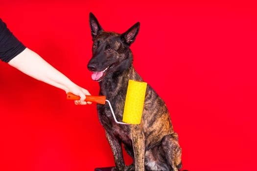 Dog dutch shepherd playing with paint roller in a red room. Renovation concept