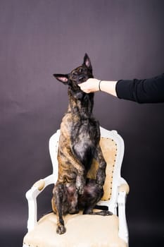 Friendship between Human and dog, feeding and taking a paw in hand