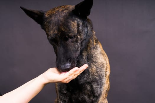 Friendship between Human and dog, feeding and taking a paw in hand