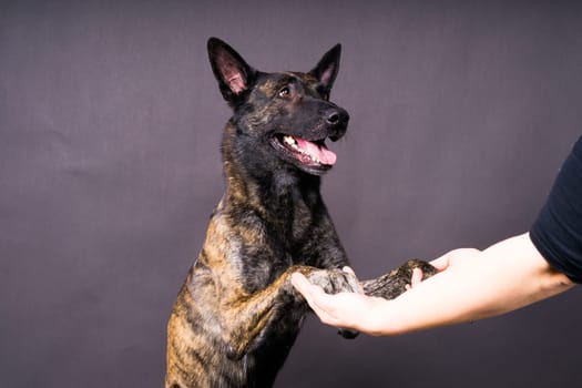 Friendship between Human and dog, feeding and taking a paw in hand