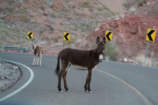 a donkey on the road from la paz to Loreto panorama Baja California Sur Rocks desert landscape view