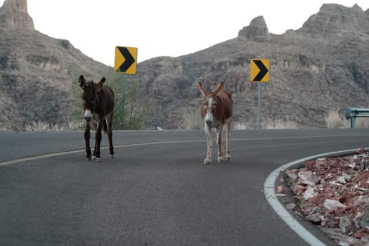a donkey on the road from la paz to Loreto panorama Baja California Sur Rocks desert landscape view