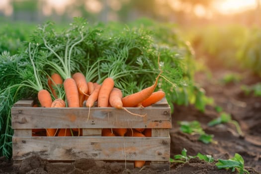 An array of freshly picked carrots in a farm.