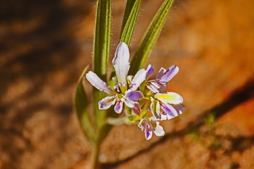 Wildflowers occurring naturally in the Cederberg Wilderness Area, Western Cape Province South Africa