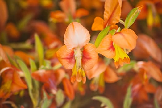 Wildflowers occurring naturally in the Cederberg Wilderness Area, Western Cape Province South Africa