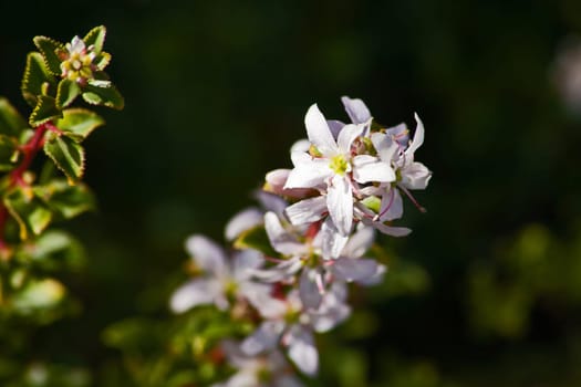 Mountain Buchu (Agathosma betulina) a wildflowers occurring naturally in the Cederberg Wilderness Area, Western Cape Province South Africa