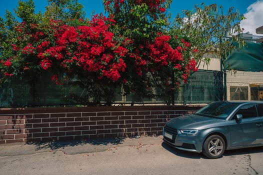 Summer blooming oleander flowers in residential area on Alanya street, Turkey