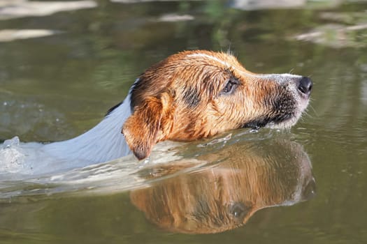 Sun shines on small Jack Russell dog swimming in river, only her head above water