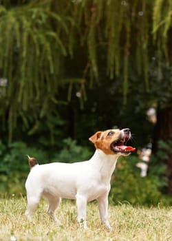 Small Jack Russell terrier standing on grass, looking up with tongue out, teeth showing, waiting for toy to be thrown for her fetch