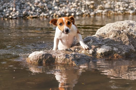 Small Jack Russell terrier getting from water, climbing to stone, her fur all wet looking funny