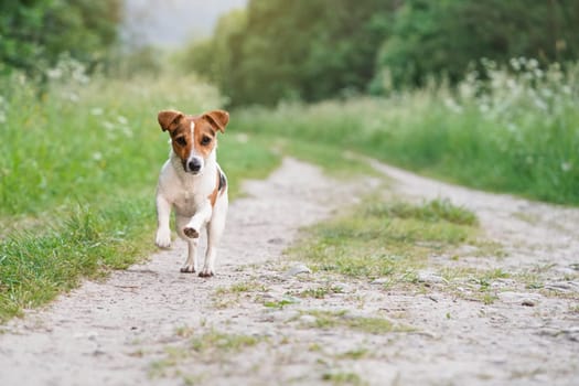 Small Jack Russell terrier walks on dusty road, front legs up in air, green grass on both sides, blurred trees in background