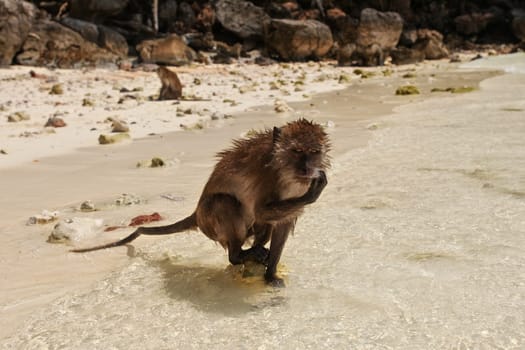 Wet crab eating macaque - Macaca fascicularis - monkey standing in shallow sea water on the beach