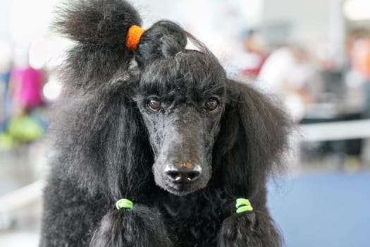 Large black poodle getting ready at dog show competition, hair groomed, detail on the face