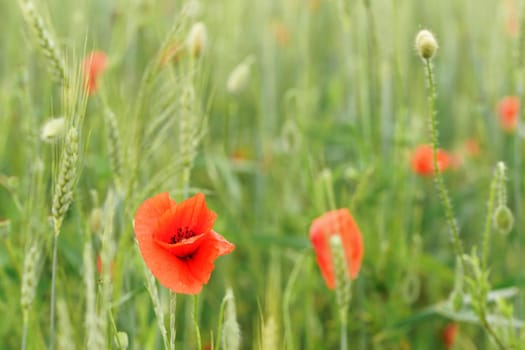 Bright red poppies growing in field of green unripe wheat