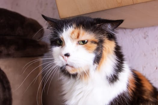 Funny tricolor cat at home, close up portrait