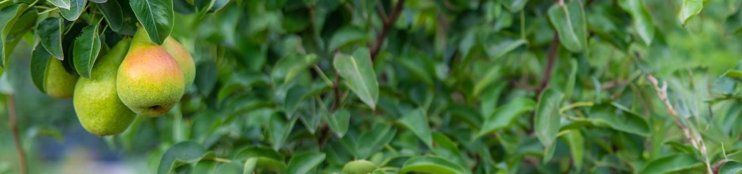 Pear harvest on a tree in the garden. selective focus. Food.