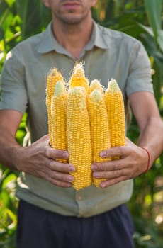 Corn harvest in the garden in the hands of a farmer. selective focus. food.