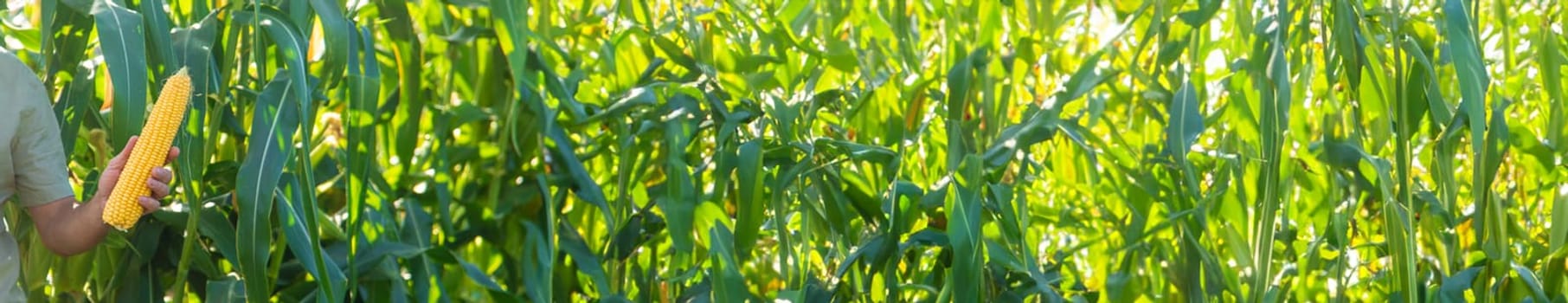 Corn harvest in the garden in the hands of a farmer. selective focus. food.