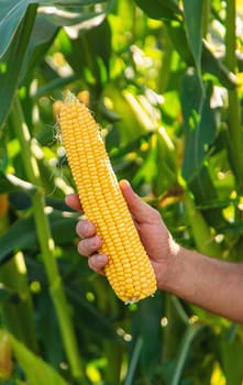 Corn harvest in the garden in the hands of a farmer. selective focus. food.