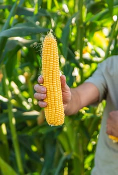 Corn harvest in the garden in the hands of a farmer. selective focus. food.