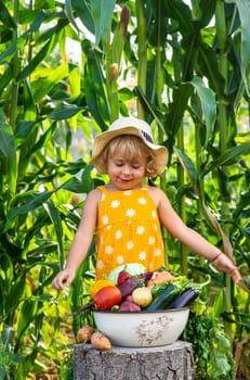 A child is harvesting vegetables in the garden. selective focus. Food.