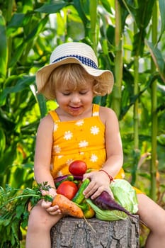 A child is harvesting vegetables in the garden. selective focus. Food.