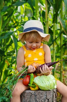 A child is harvesting vegetables in the garden. selective focus. Food.