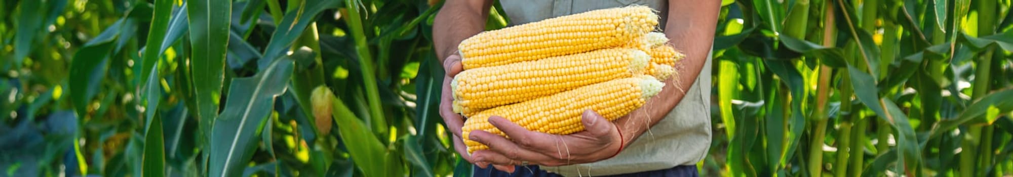 Corn harvest in the garden in the hands of a farmer. selective focus. food.