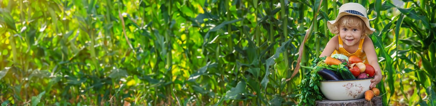 A child is harvesting vegetables in the garden. selective focus. Food.