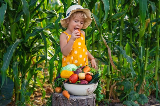 A child is harvesting vegetables in the garden. selective focus. Food.