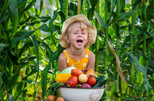 A child is harvesting vegetables in the garden. selective focus. Food.