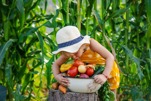 A child is harvesting vegetables in the garden. selective focus. Food.