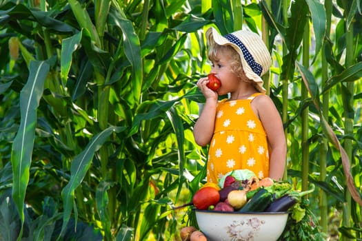 A child is harvesting vegetables in the garden. selective focus. Food.