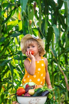 A child is harvesting vegetables in the garden. selective focus. Food.