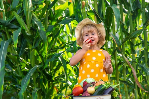 A child is harvesting vegetables in the garden. selective focus. Food.