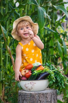 A child is harvesting vegetables in the garden. selective focus. Food.