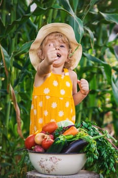 A child is harvesting vegetables in the garden. selective focus. Food.