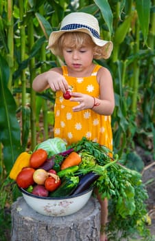 A child is harvesting vegetables in the garden. selective focus. Food.