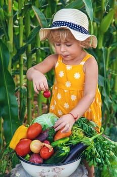 A child is harvesting vegetables in the garden. selective focus. Food.