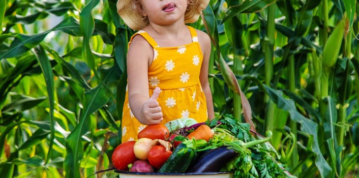 A child is harvesting vegetables in the garden. selective focus. Food.