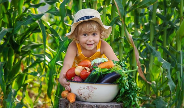 A child is harvesting vegetables in the garden. selective focus. Food.