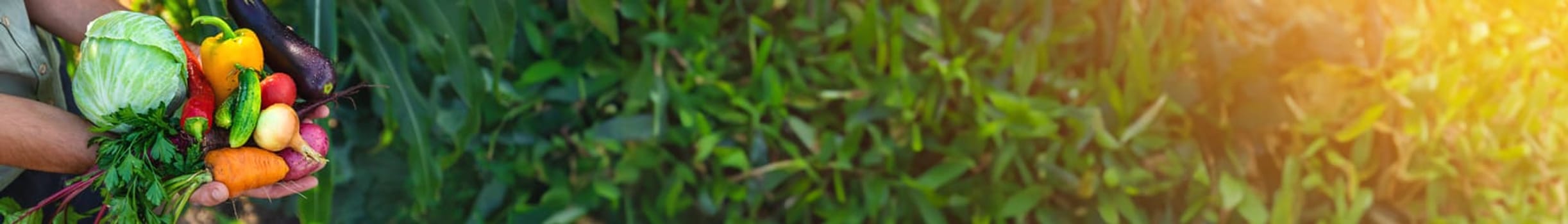 A man farmer is harvesting vegetables in the garden. selective focus. food.