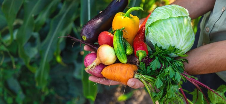 A man farmer is harvesting vegetables in the garden. selective focus. food.