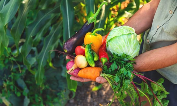 A man farmer is harvesting vegetables in the garden. selective focus. food.