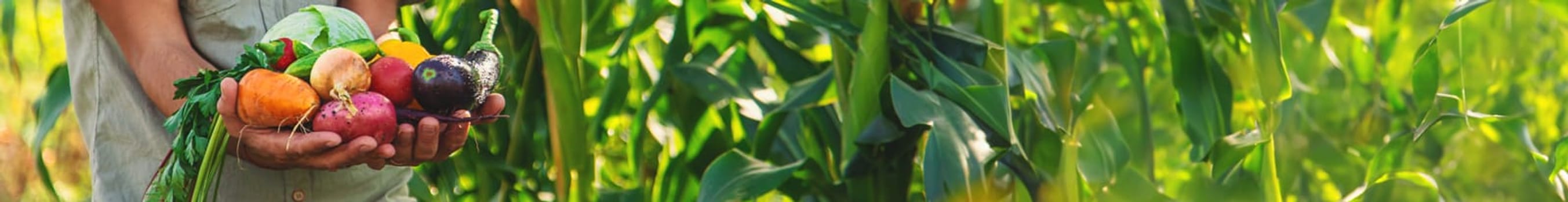 A man farmer is harvesting vegetables in the garden. selective focus. food.