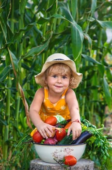 A child is harvesting vegetables in the garden. selective focus. Food.